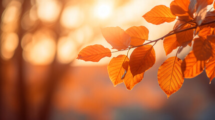 Naklejka na ściany i meble Orange leaves in autumn