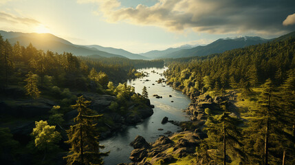 Aerial view of beautiful green forest at sunset.