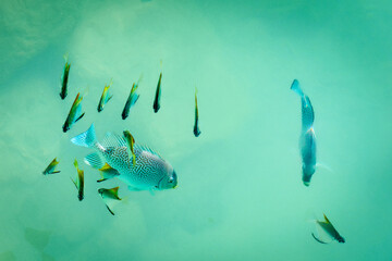 Tropical fish lined sweetlips