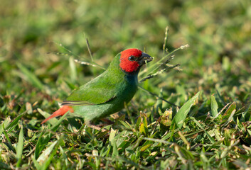 The diminutive colourful parrot-finch feeding - obrazy, fototapety, plakaty