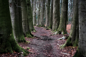 Obraz premium footpath between the trees
