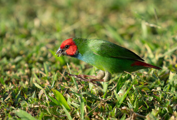 The diminutive colourful parrot-finch feeding