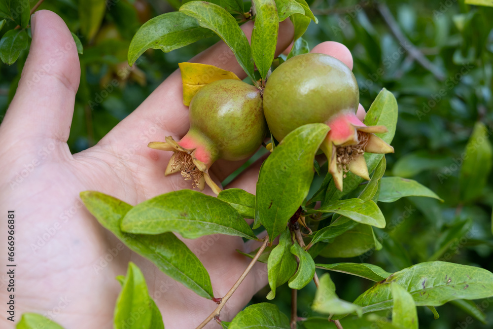 Poster pomegranate tree in a garden in turkey. small green pomegranate in hand. unripe pomegranate in the g
