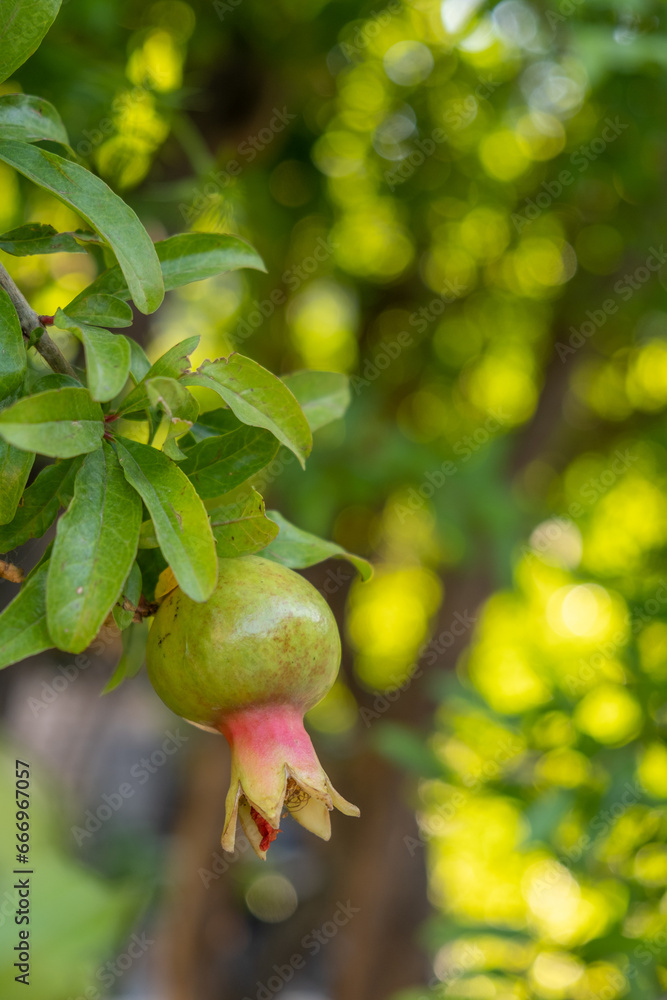 Poster pomegranate tree in a garden in turkey. small green pomegranate on a tree. unripe pomegranate in the