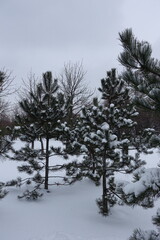 Small trees of Baltic pines covered with snow in January