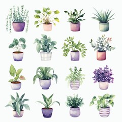 Houseplants watercolor collection on white background. 