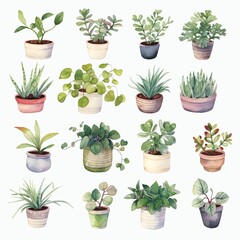 Houseplants watercolor collection on white background. 