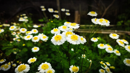 flowers in the garden