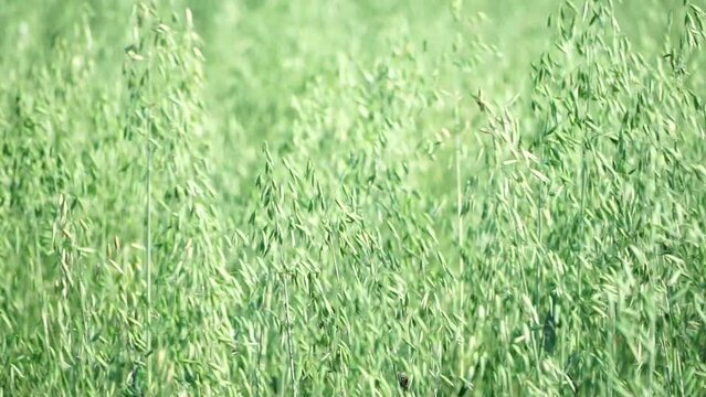 Green oat ears sway by wind on field at sunset. Scenic summer landscape. Oat - Avena sativa. Organic agriculture harvesting agribusiness concept. Slow motion, close-up