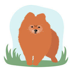 Red haired pomeranian dog on a walk vector illustration. Dog breeding. Breed of pomeranian.