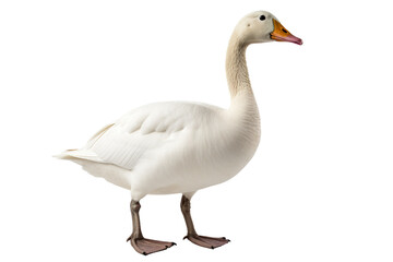Obraz premium Goose full body white background isolated PNG