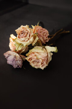 Dry rose on black background.Dried flowers vintage concept. Withered flower