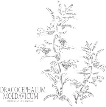 Moldavian Balm, Dragonhead flowers and leafs vector contour. Medicinal Dracocephalum moldavicum plant outline. Set of  Moldavian dragonhead for pharmaceuticals. Contour drawing of medicinal herbs