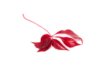 Branch of red leaves falling from a tree on a white background