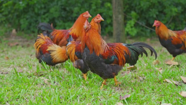 Free-range chickens, roosters in rural fields