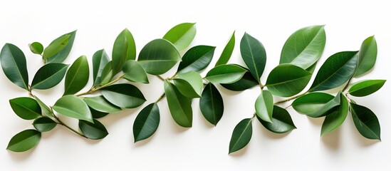 Rubber plant leaves on a blank surface