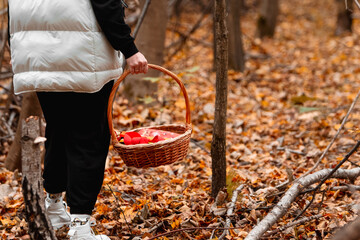 woman with basket looking for mushrooms in autumn forest