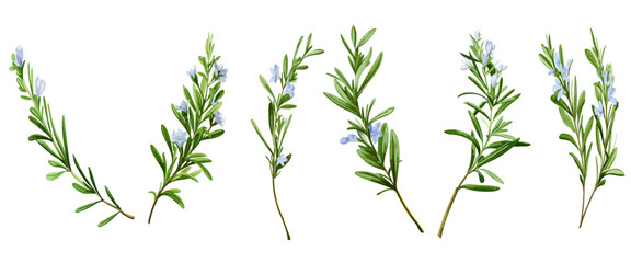 Rosemary branch with flower in watercolor, botanical vector collection on a transparent background