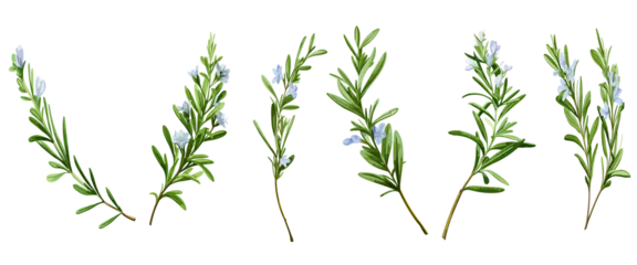 Fotobehang Rosemary branch with flower in watercolor, botanical vector collection on a transparent background © Link Parker