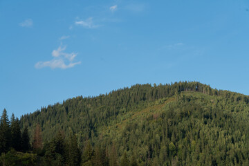 Carpathian Mountains on a sunny day with a clear sky landscape. Eco and Save the Planet concept against deforestation.