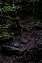 dense forest in the Carpathians. dense forest with large stones, covered with moss. Forest and moss