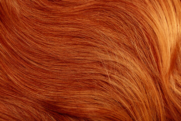 Naklejka premium Red hair close-up as a background. Women's long orange hair. Beautifully styled wavy shiny curls. Hair coloring bright shades. Hairdressing procedures, extension.