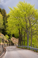 Road between trees in Bielmonte, Biella, Piedmont, Italy