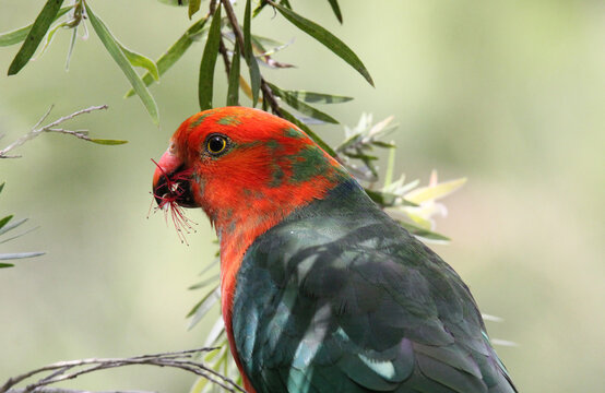 Juvenile Australian king parrot bird eating a bottlebrush callistemon flower