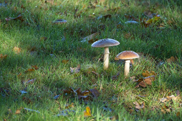 Fungi growing in a meadow in West Sussex