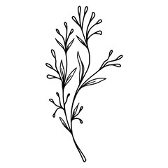 Botanical plant twigs and tender flower in boho linear style vector illustrations. Black and white, hand drawn