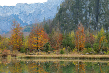 Colorful Trees at a Mountain Lake in Autumn in Austria