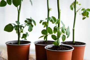 Pots with rose plants, that grows in special conditions before planting in open ground. The plant...