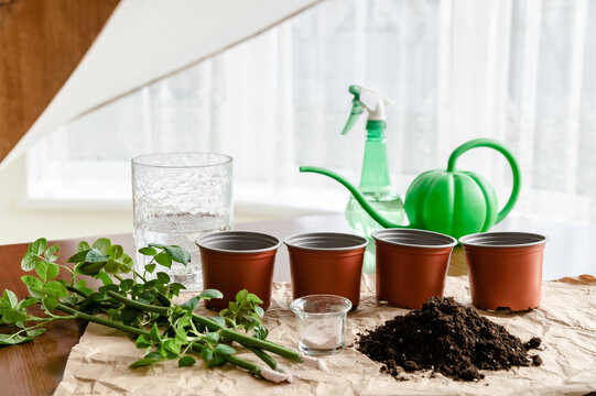 In the room on the table there is a vase and garden rose sprouts. Nearby are garden tools, ground and a pots. From a series of photos about seedlings and plant propagation. Preparation for planting