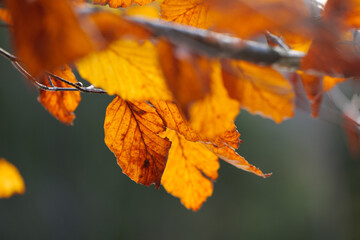 Autumn Leaves Closeup with Blurred Background