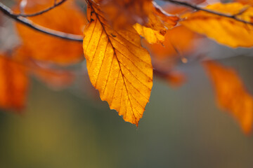 Obraz premium Autumn Leaves Closeup with Blurred Background
