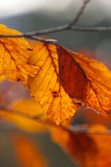 Autumn Leaves Closeup with Blurred Lake Background