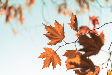 Yellowed leaves of plane tree in front of blue sunny sky in autumn