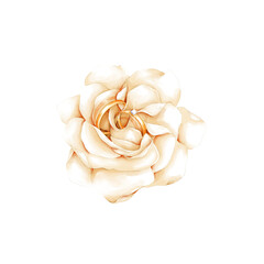 wedding golden rings on white rose watercolor illustration 