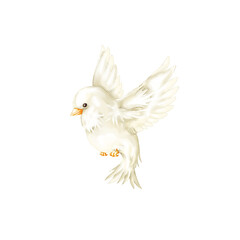 white bird watercolor illustration