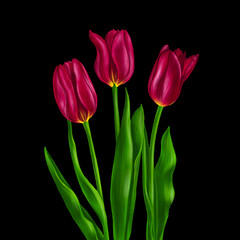 drawing flowers of red tulip with green leaves at black background , hand drawn botanical illustration