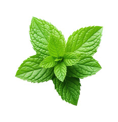mint leaves isolated on transparent background Remove png, Clipping Path - obrazy, fototapety, plakaty