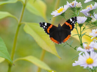  Vanessa Atalanta, Admiral, Schmetterling  auf Asternblüte