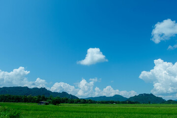 Blue sky and mountains and rice fields