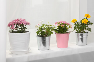 Different beautiful flowers in pots on windowsill