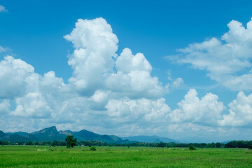 Obraz premium Blue sky and mountains and rice fields