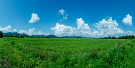 Fototapeta na wymiar Blue sky and mountains and rice fields