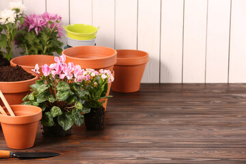 Time for transplanting. Many terracotta pots, soil, flowers and tools on wooden table. Space for text