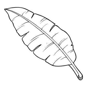 banana tree leaves line vector illustration