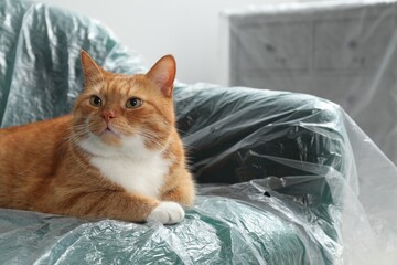 Cute ginger cat resting in armchair covered with plastic film indoors, closeup. Space for text