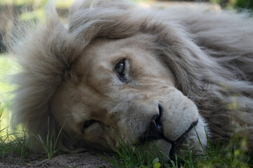 Lion du Zoo d'Amnéville
